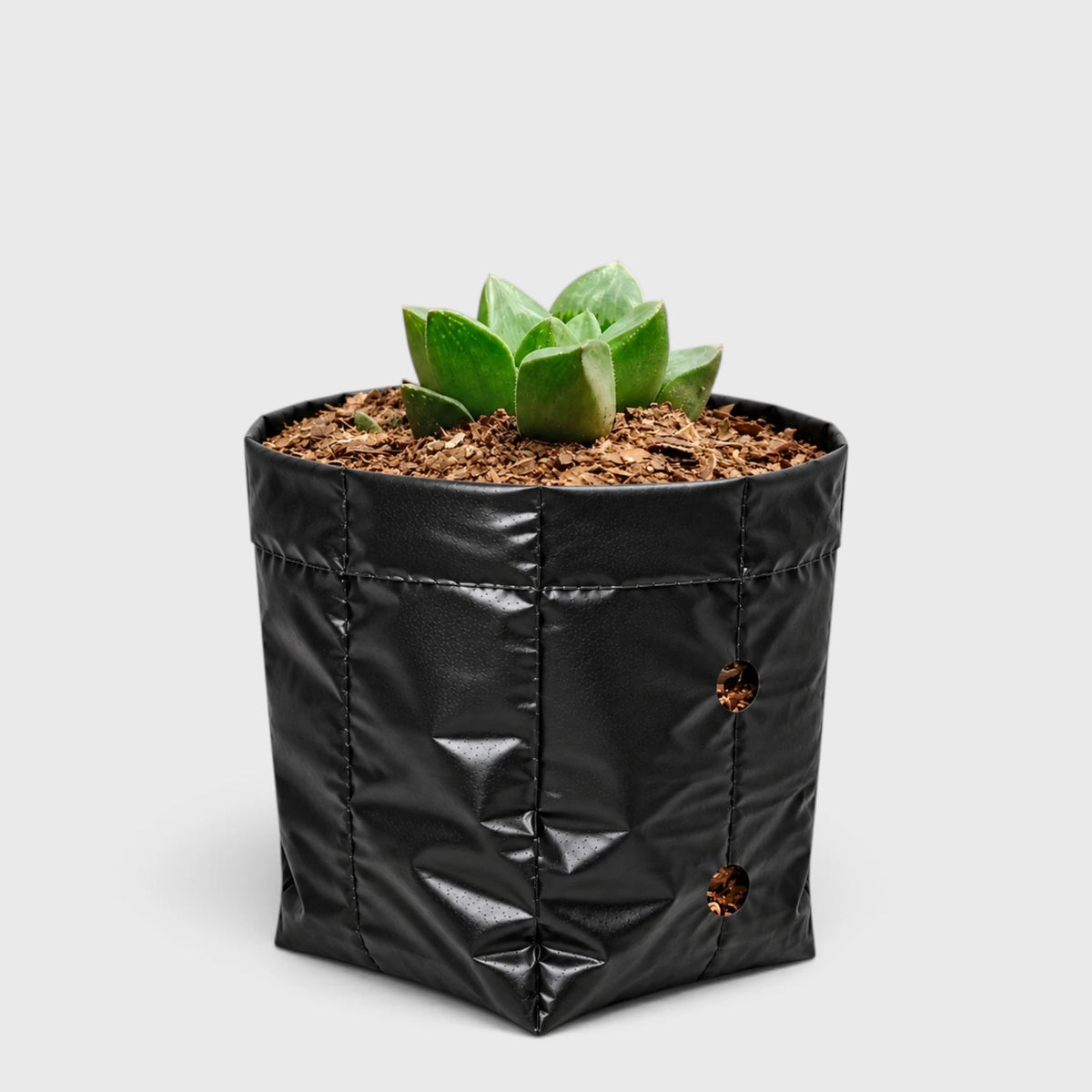 Haworthia Mutica succulent collection