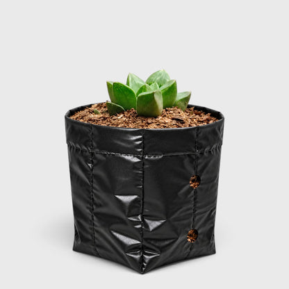 Haworthia Mutica succulent collection