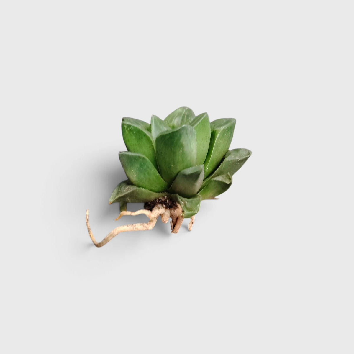 Haworthia Mutica succulent plant India