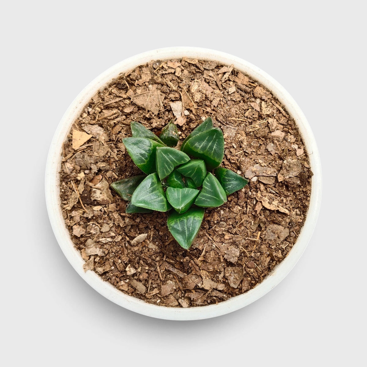 Haworthia Mutica Window Haworthia succulent plant