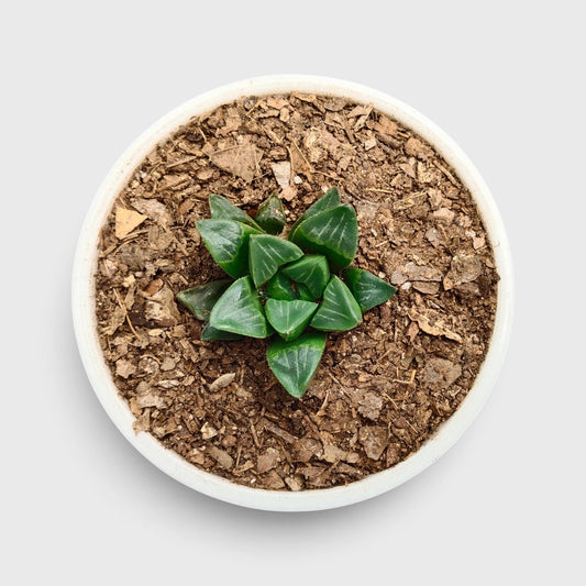 Haworthia Mutica (Window Haworthia) Succulent Plant
