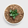 Haworthia Mutica (Window Haworthia) Succulent Plant