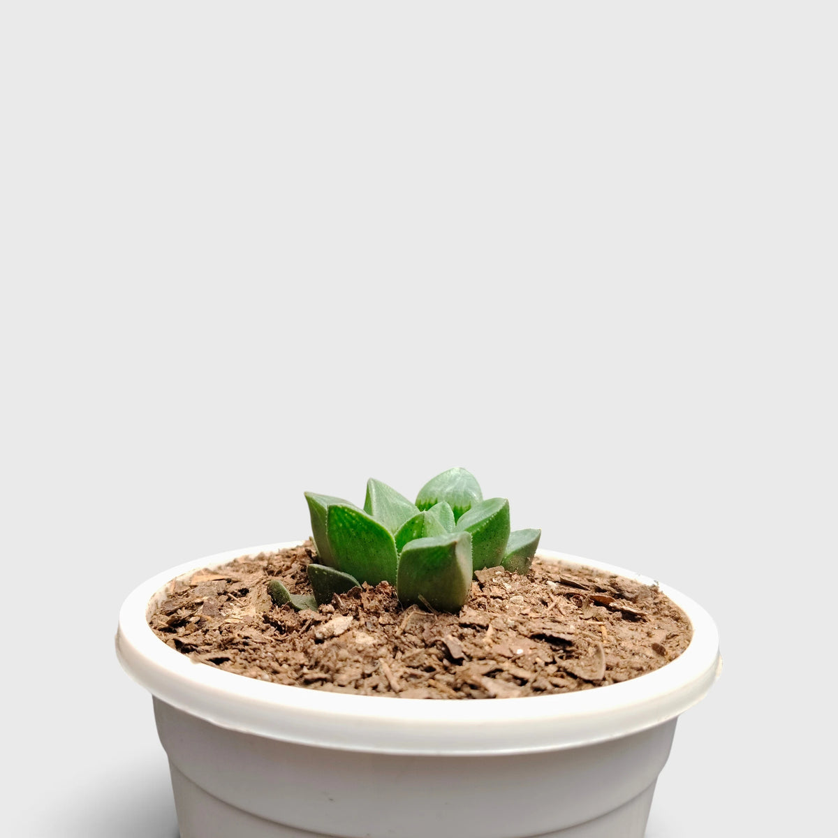 Haworthia Mutica Window Haworthia