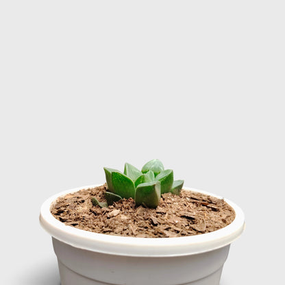 Haworthia Mutica Window Haworthia