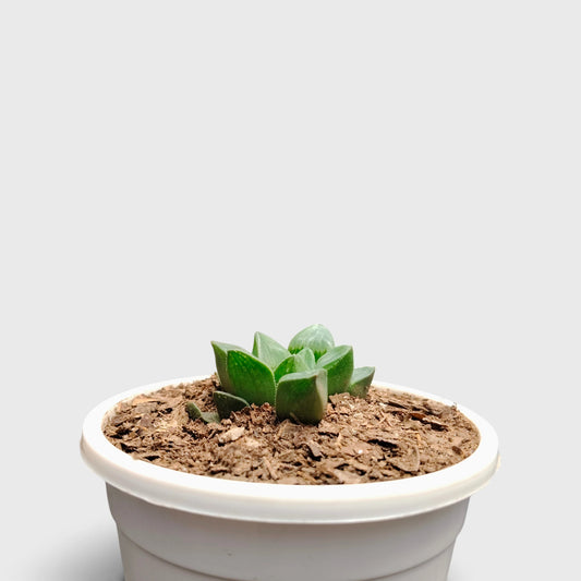 Haworthia Mutica (Window Haworthia) Succulent Plant