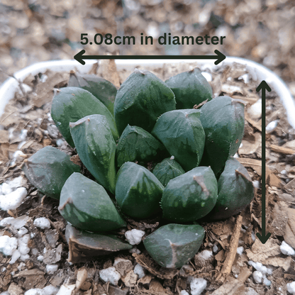 Haworthia Obtusia Hybrid - Buy Succulent Online in India - My Store
