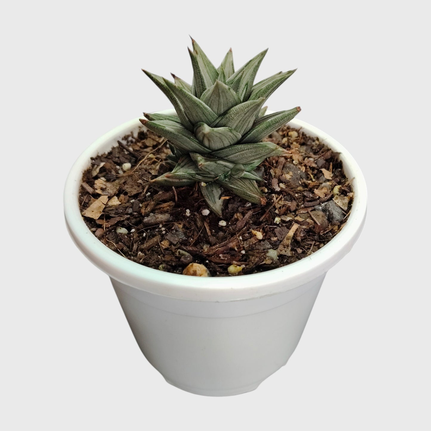 Haworthia Tortuosa Variegated - Rare Imported Succulent Plant | With Pot
