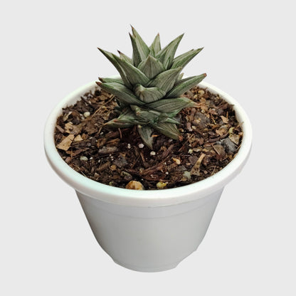 Haworthia Tortuosa Variegated - Rare Imported Succulent Plant | With Pot