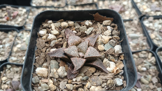 Haworthia Pehlemanniae Hybrid Succulent - Unique Charm for Any Space - My Store