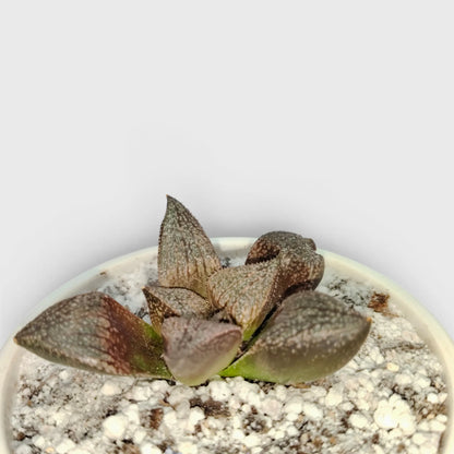 Rare Haworthia Picta Hybrid SR005 – Collector Grade Seed Grown Succulent | Bare Rooted