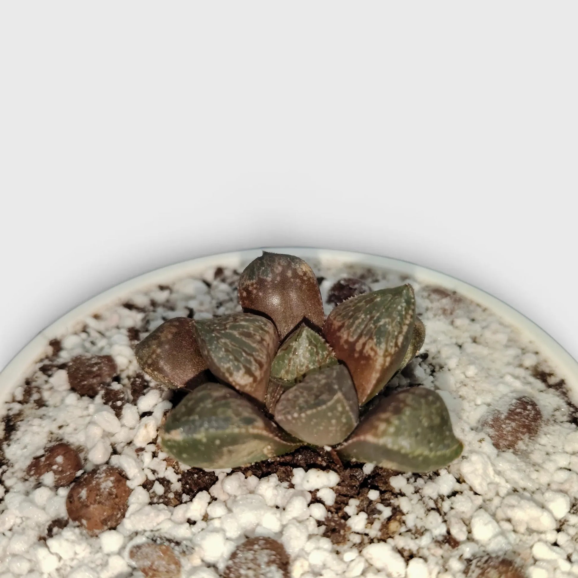 Rare Haworthia Picta Hybrid SR006 – Collector Grade Seed Grown Succulent | Bare Rooted