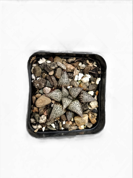 Haworthia Picta Hybrid – Stunning Succulent for Your Space | Buy Now at Frek - My Store