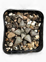 Haworthia Picta Bare-Rooted Hybrid – Stunning Succulent for Your Space | Buy Now at Frek