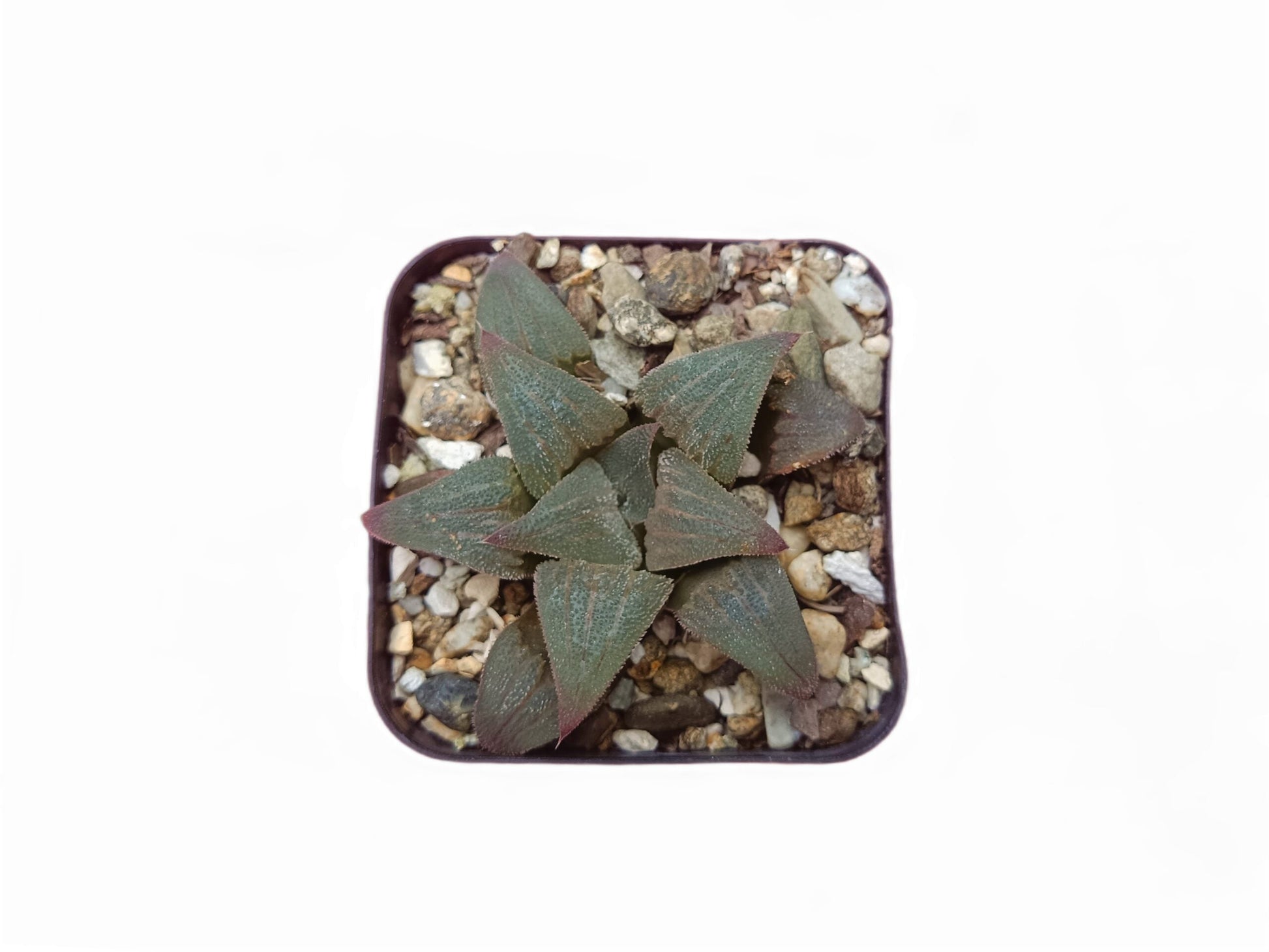Haworthia Pigmaea Hybrid: Petite Beauty Collection: Buy at Frek - My Store