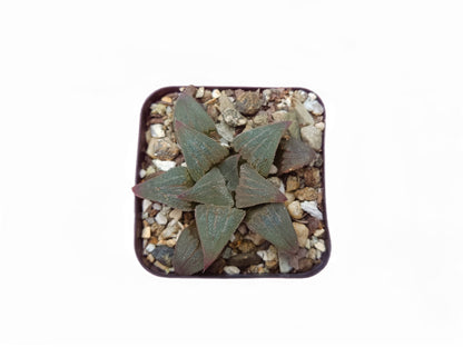 Haworthia Pigmaea Hybrid: Petite Beauty Collection: Buy at Frek - My Store