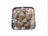 Haworthia Pink Lady Bare-Rooted Hybrid - A Charming Addition to Your Plant Collection!