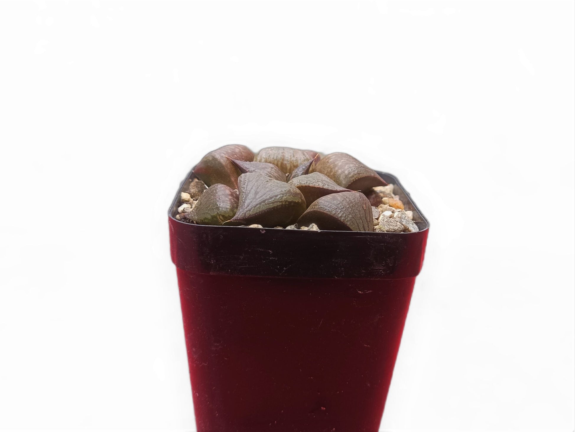 Haworthia Pink Lady Hybrid - A Charming Addition to Your Plant Collection! - My Store