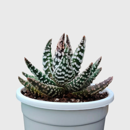 Haworthia Pumila 'Tears of Angel' Dotted – Collector Textured Succulent Indoor Plant | Perfect for Home Decor