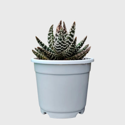 Haworthia Pumila 'Tears of Angel' Dotted – Collector Textured Succulent Indoor Plant | Perfect for Home Decor