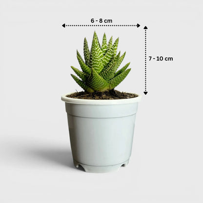 Haworthia Pumila x Tears of Angel – Collector Hybrid Succulent | Best Indoor Plants | Bare Rooted
