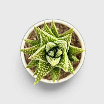 Haworthia Pumila x Tears of Angel – Collector Hybrid Succulent | Best Indoor Plants | Bare Rooted