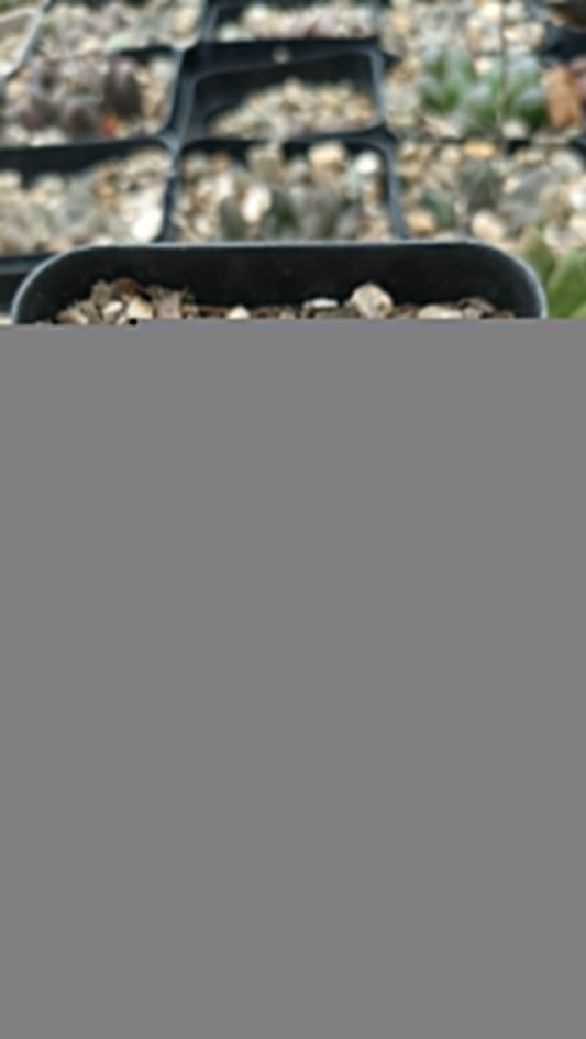 Haworthia Pygmaea Var x Retusa Succulent - Elegant, Low - Maintenance Greenery for Any Space - My Store