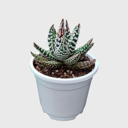 Haworthia Pumila 'Tears of Angel' Dotted – Collector Textured Succulent Indoor Plant | Perfect for Home Decor