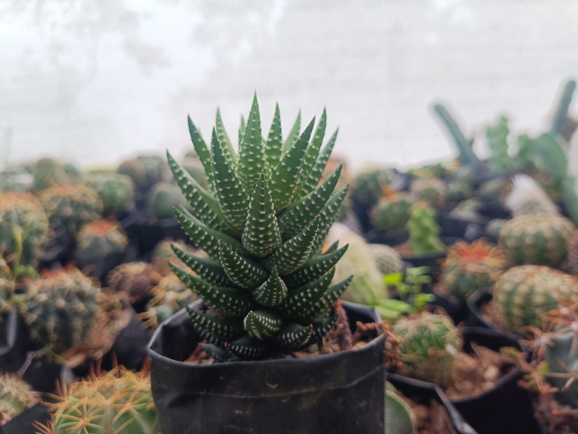 Haworthia Reinwardtii Succulent - Elegant Beauty for Any Setting - My Store