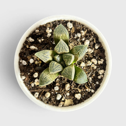 Rare Haworthia Splendens Hybrid SR001 | Seed Grown Collector Succulent | Bare Rooted
