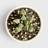 Rare Haworthia Splendens Hybrid SR001 | Seed Grown Collector Succulent | Bare Rooted
