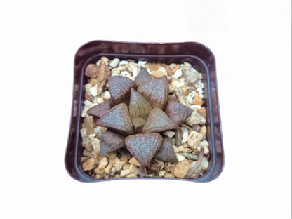 Haworthia Splendens Hybrid: A Gardener's Dream! - My Store