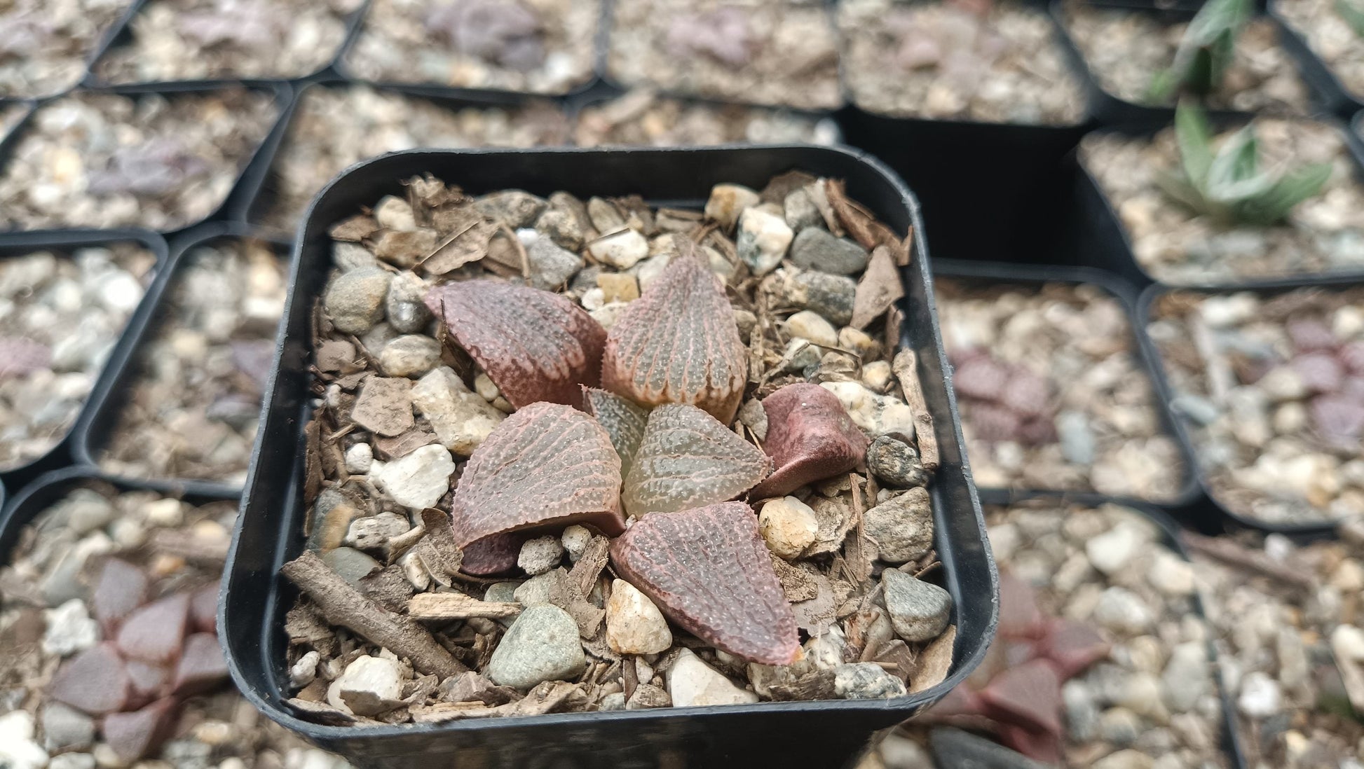 Haworthia Splendens Red Blue Crab Succulent - Captivating Beauty - My Store
