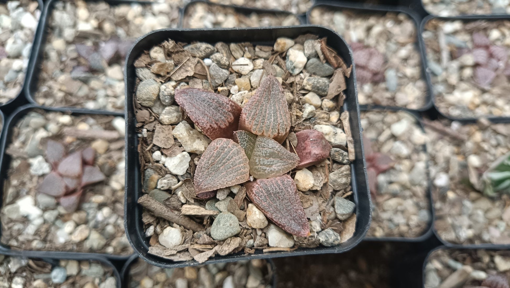 Haworthia Splendens Red Blue Crab Succulent - Captivating Beauty - My Store