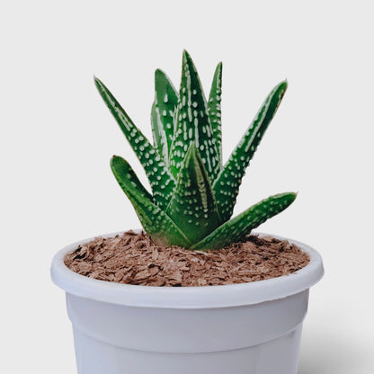 Haworthia Tears of Angel – Textured Collector Succulent