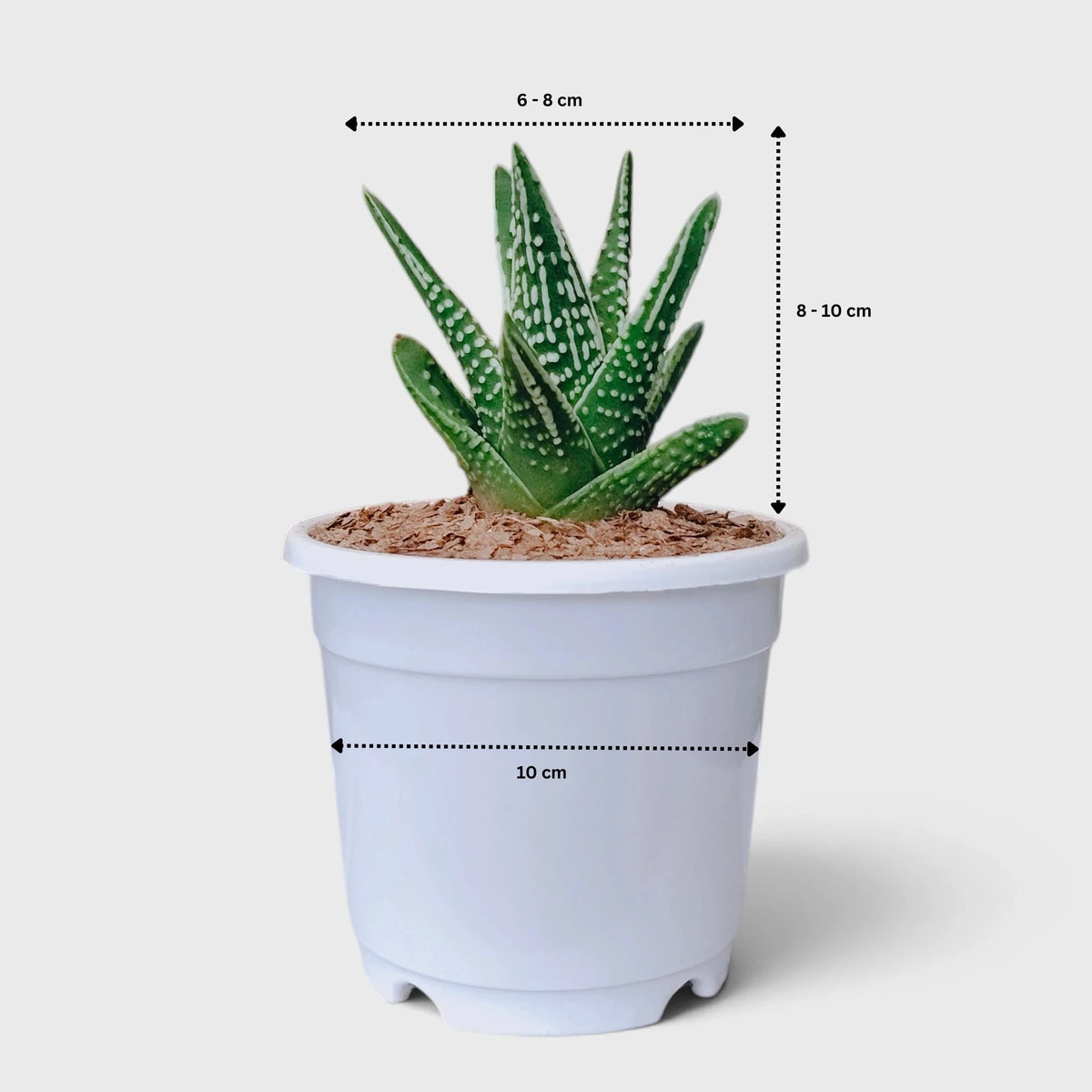 Haworthia Tears of Angel – Textured Collector Succulent