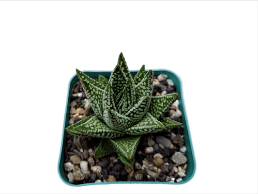 Haworthia Tears of Angel Hybrid Succulent - Buy Now at Frek! - My Store