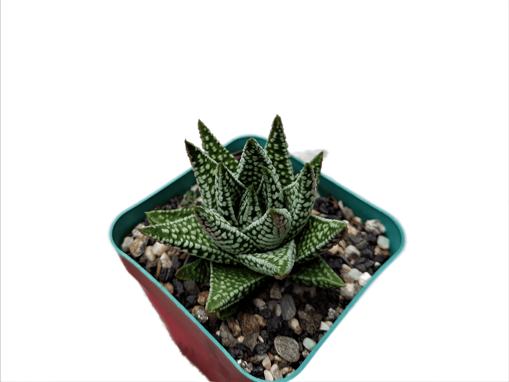 Haworthia Tears of Angel Hybrid Succulent - Buy Now at Frek! - My Store