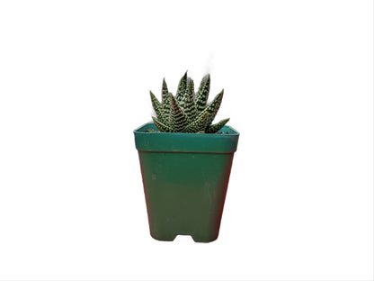 Haworthia Tears of Angel Hybrid Succulent - Buy Now at Frek! - My Store