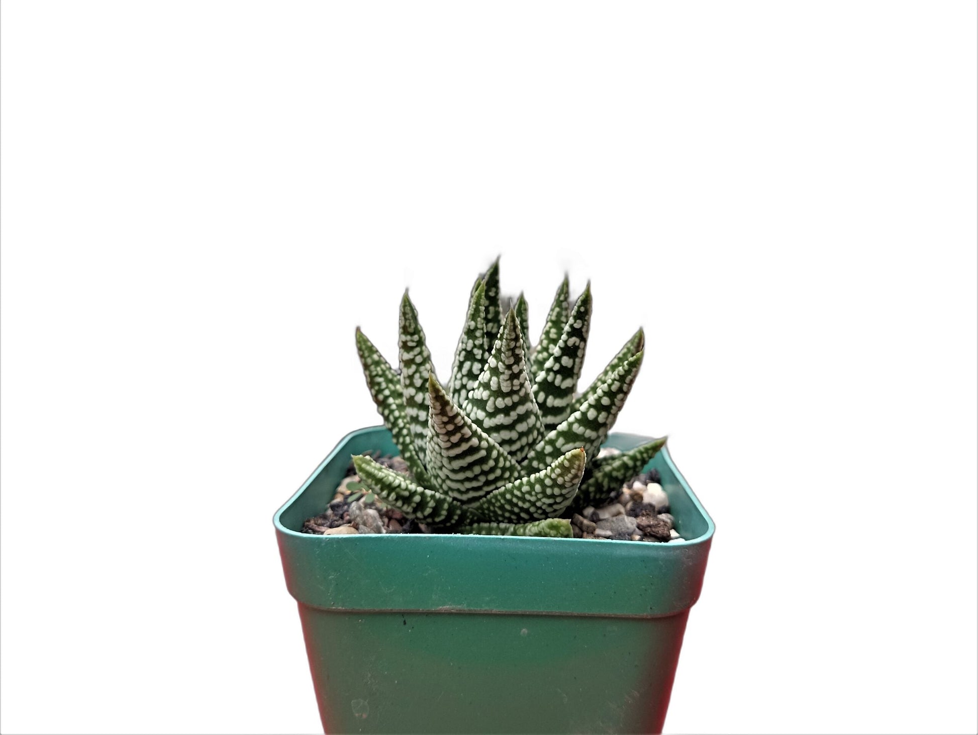 Haworthia Tears of Angel Hybrid Succulent - Buy Now at Frek! - My Store