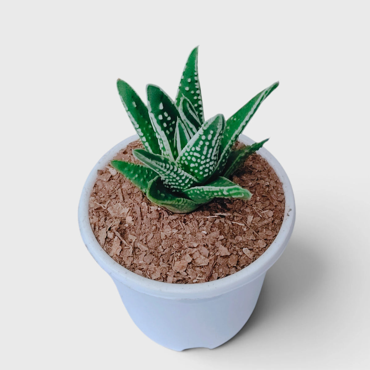 Haworthia Tears of Angel – Textured Collector Succulent