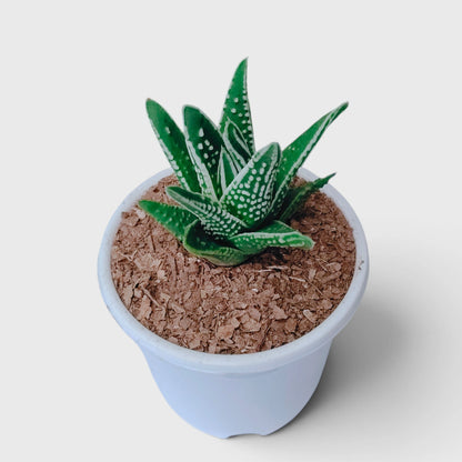 Haworthia Tears of Angel – Textured Collector Succulent