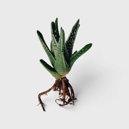 Haworthia Tears of Angel – Textured Collector Succulent