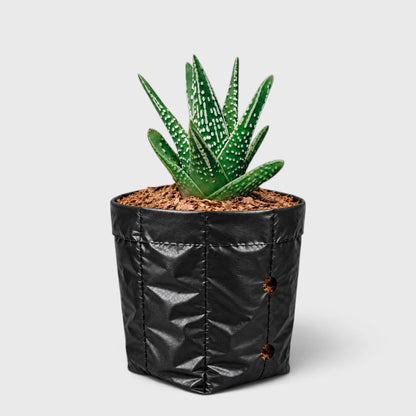 Haworthia Tears of Angel – Textured Collector Succulent