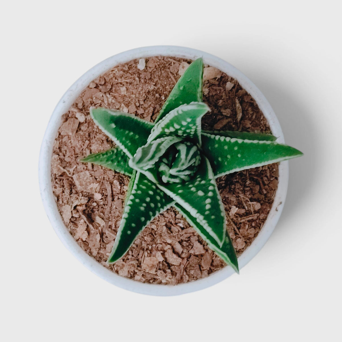 Haworthia Tears of Angel – Textured Collector Succulent