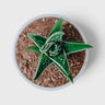 Haworthia Tears of Angel – Textured Collector Succulent