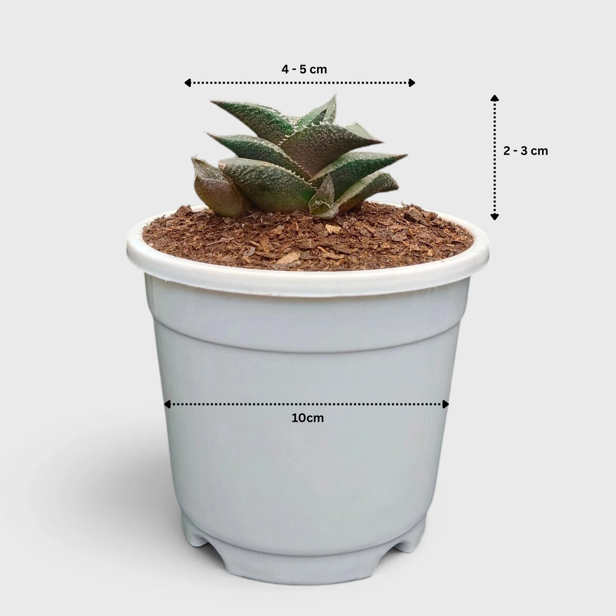 Alligator Plant (Haworthia Venosa Tessellata) – Textured Window Succulent