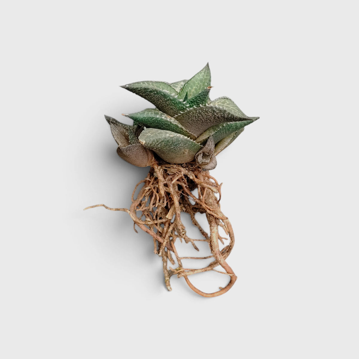 Alligator Plant (Haworthia Venosa Tessellata) – Textured Window Succulent