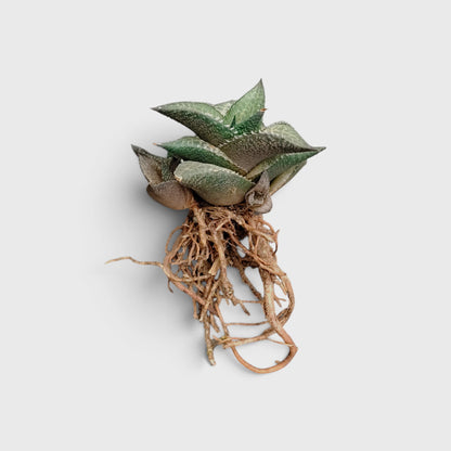 Alligator Plant (Haworthia Venosa Tessellata) – Textured Window Succulent