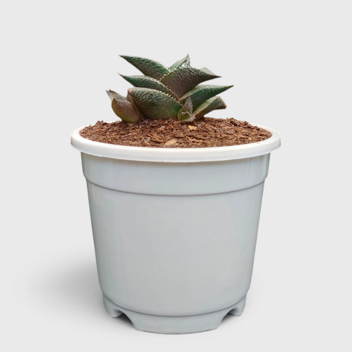 Alligator Plant (Haworthia Venosa Tessellata) – Textured Window Succulent