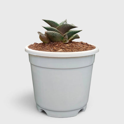Alligator Plant (Haworthia Venosa Tessellata) – Textured Window Succulent